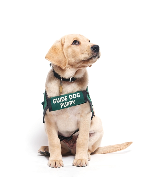 Førerhund oplæring